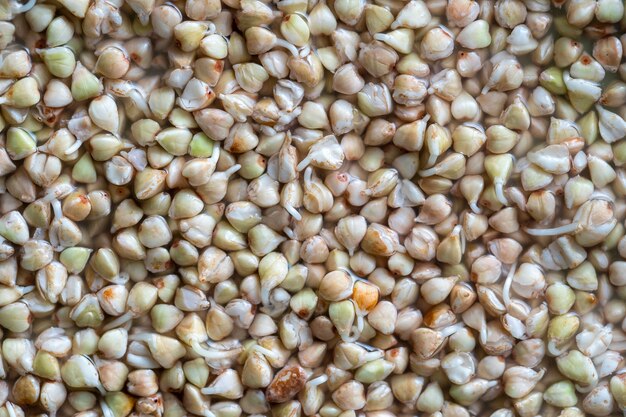 Sprouted and a very useful green buckwheat grains. Healthy food. Fresh green buckwheat sprouts background, close up, top view