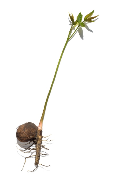 Sprouted walnut with roots and leaves isolated on white