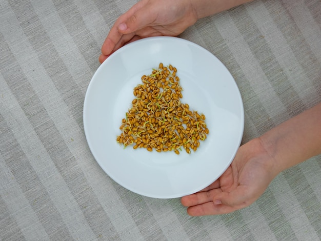 Sprouted wheat in child's hands on linen background Macrobiotic food sprouts vegetarian meal Healthy diet concept