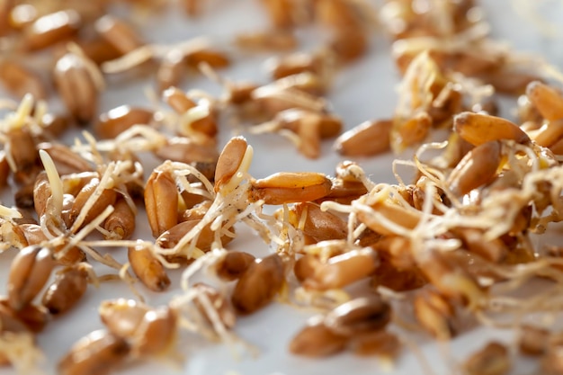 Sprouted wheat covered with mold and fungi