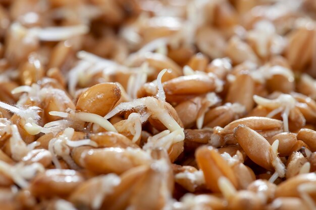 Sprouted wheat covered with mold and fungi