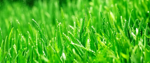 Foto chicchi di grano germogliati. germinazione di microgreens a casa.