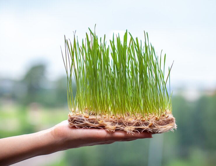 Sprouted wheat grains, micro-green in the hand close-up. Sprouted wheat grains, micro-green in the hand close-up. Germinated Wheat Micro greens. Sprouted grain. Growing sprouts. Natural food.
