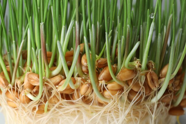 Sprouted wheat grass seeds closeup Dietary supplement