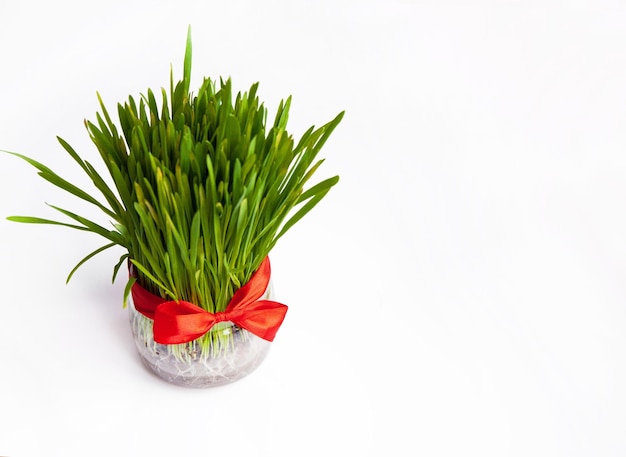 Sprouted wheat sprouts for Novruz holiday with red ribbon Azerbaijani Persian Iranian New Year