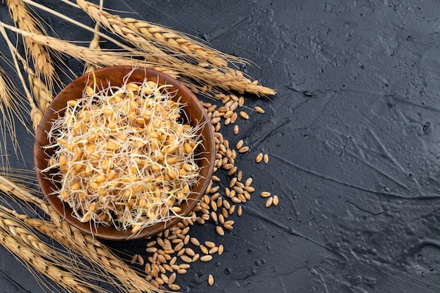 Sprouted wheat in a wooden bowl on a gray table with ears of wheat. Close-up.