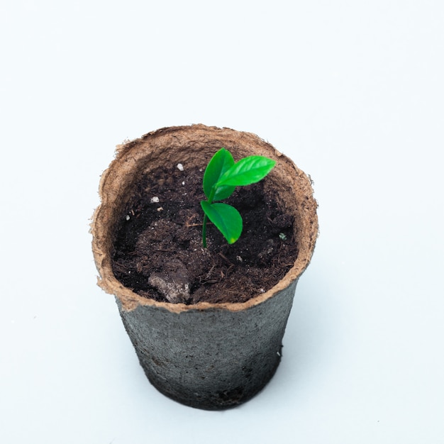 Sprouting citrus sprout in a peat pot on a white