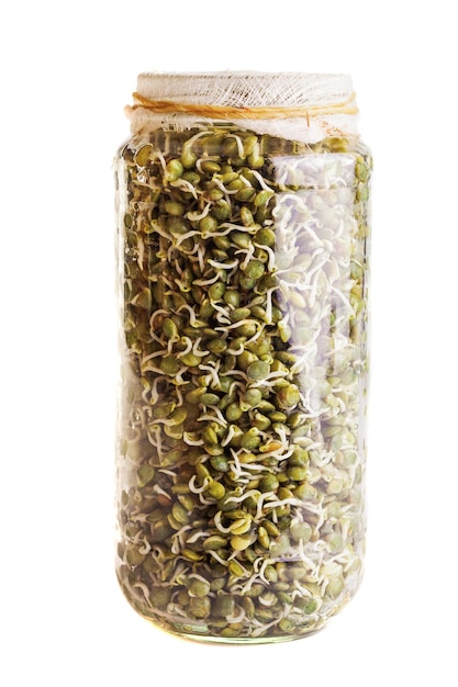 ガラスの瓶で育つ発芽レンズ豆