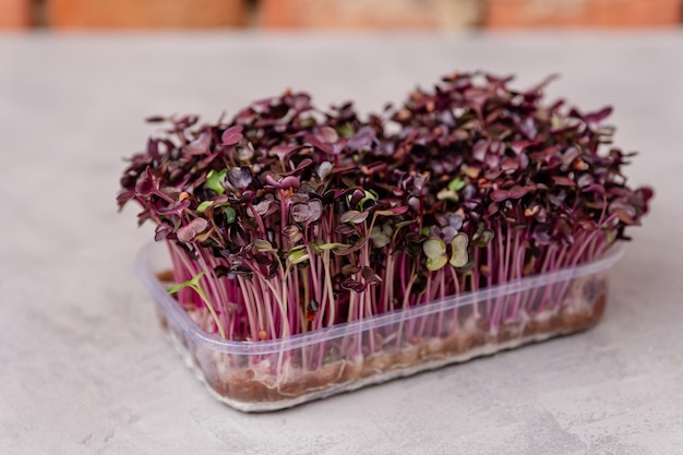 Sprouting microgreens seed germination at home healthy eating