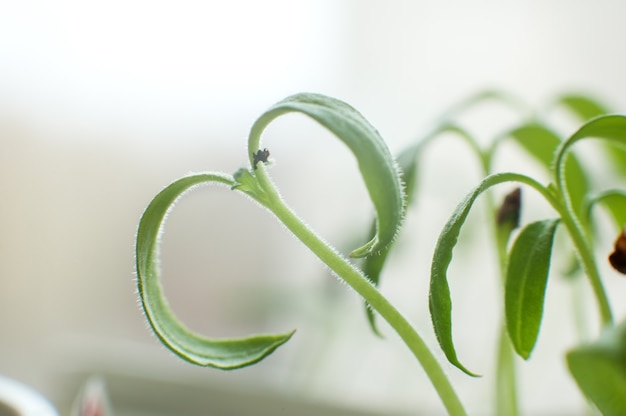 Sprouting tomato seedlings at home on a windowsill.