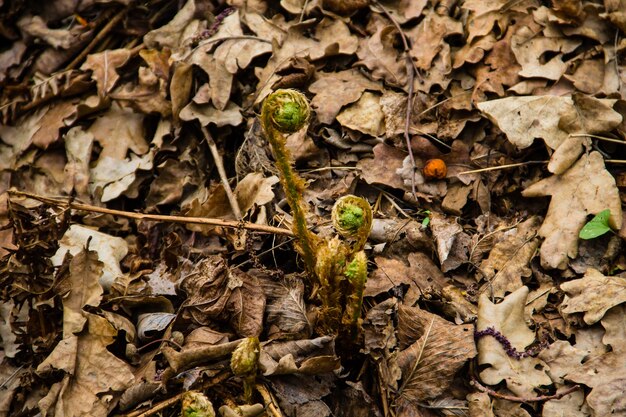 Photo sprouts of fern in forest