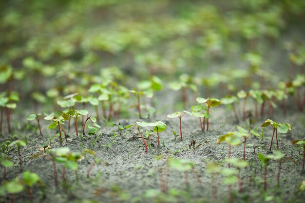 Photo sprouts of fresh buckwheat after the rain