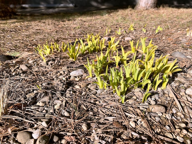 Sprouts of grass appeared on the spring ground
