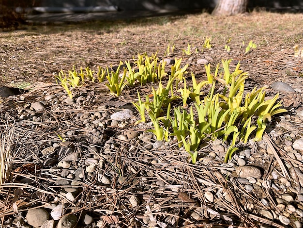 春の地面に草の芽が現れた