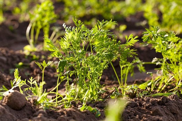 Sprouts of the green carrots photographed by a close up. small depth of sharpness