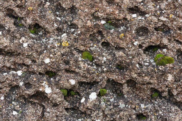 Sprouts of green moss on a rock