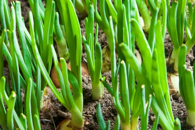 Sprouts green onions