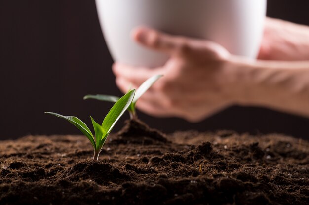 Sprouts in ground