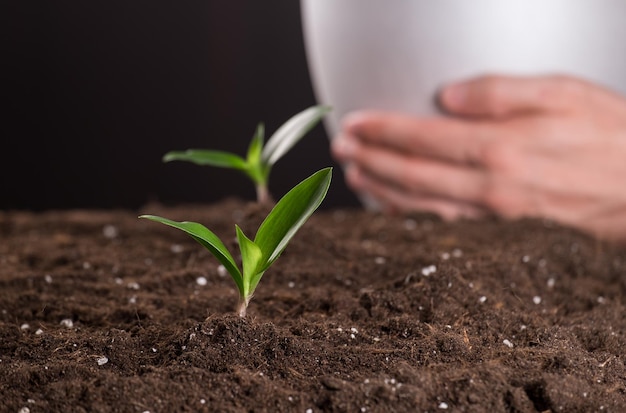 Sprouts in ground