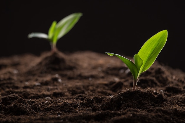 Sprouts in ground