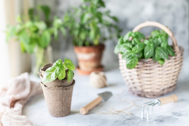 Sprouts herbs in the pot and the basket. Planting in spring.