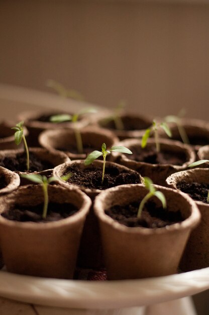 Sprouts in peat pots with earth with a blurred background at the edges