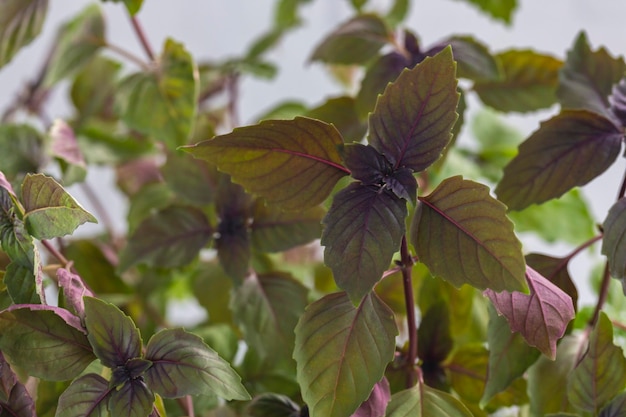 Sprouts purple basil in a greenhouse Industrial production of greens