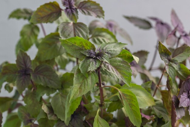 Sprouts purple basil in a greenhouse Industrial production of greens