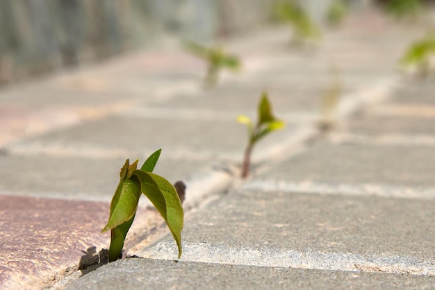 Sprouts sprouting through the paving slabs