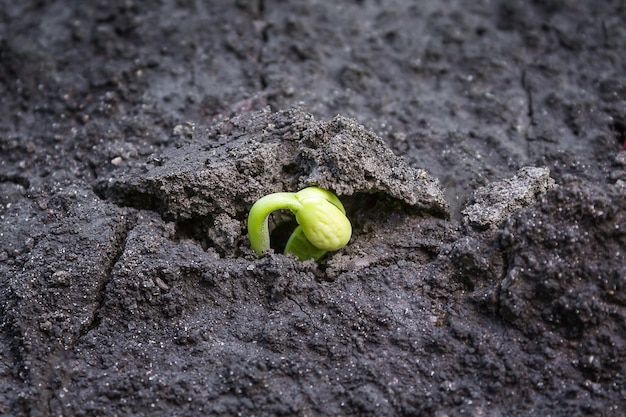 sprouts through the ground bean sprout ecology concept