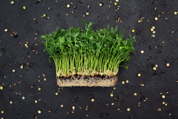 Photo sprouts vegetable of peas microgrid healthy food