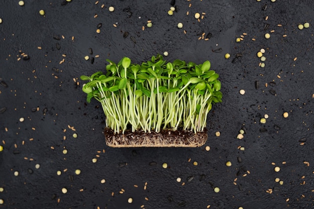 Photo sprouts vegetable sunflower micro, microgeen