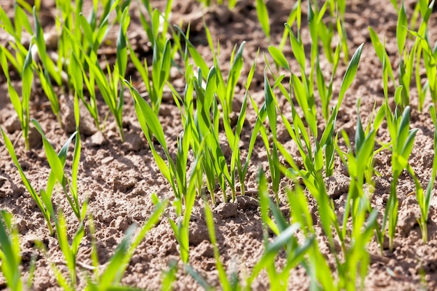 Sprouts of wheat