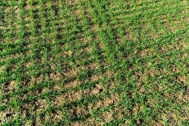 Sprouts of winter wheat crops on the spring farm field. Rows of young wheat.