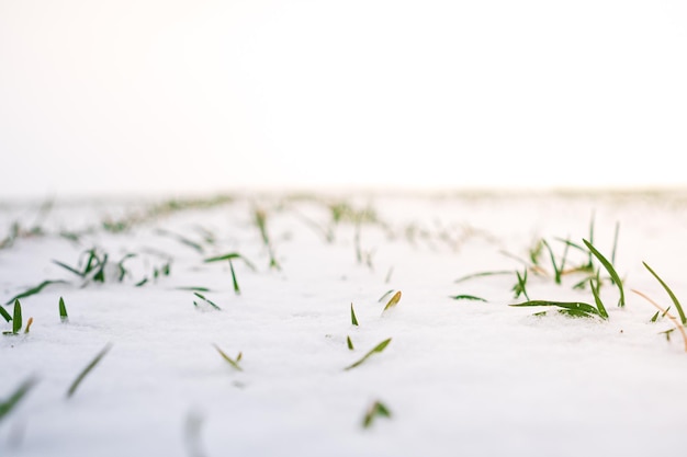 Sprouts of winter wheat Snowcovered rows of wheat field Agricultural field covered with snow Selective focus