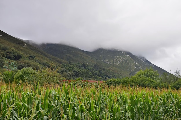 霧の中の山々を背景にした若いトウモロコシの芽TheWayof St James Northern Route Spain