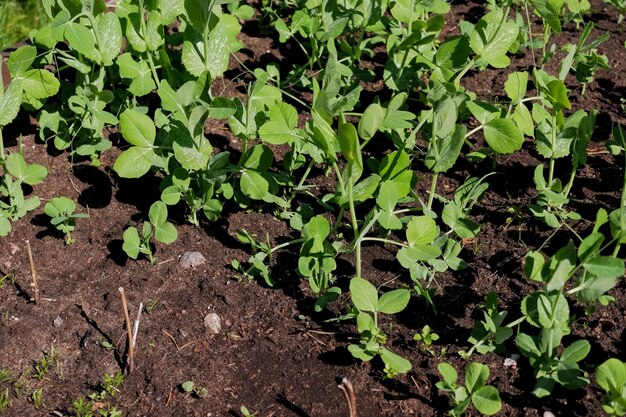 Sprouts of young pea plants grow in rows in a field Selective focusDelicate green shoots of young peas grow in rows in a field in the morning sun