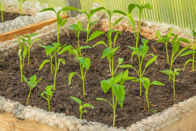 Sprouts of a young peppers growing in a wooden box with the grou