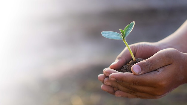 sproutYoung plant