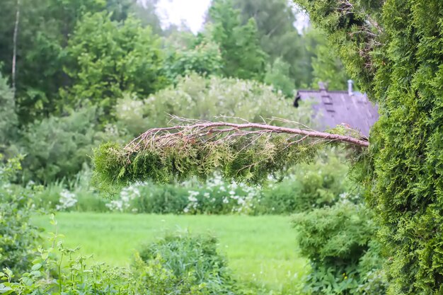 A spruce branch after the storm