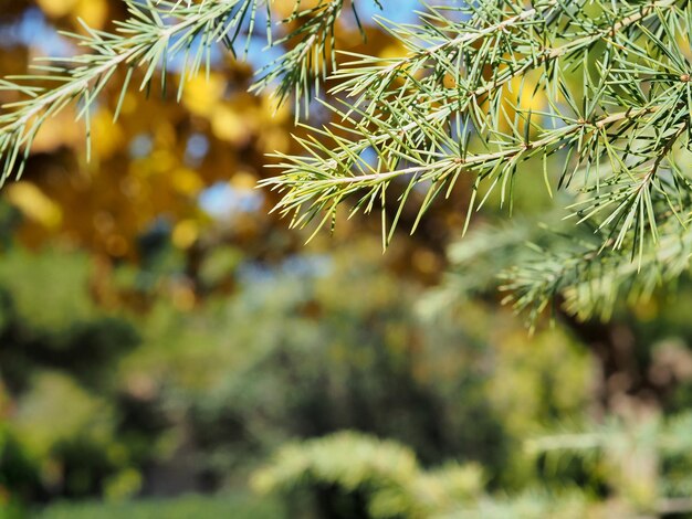 Spruce branch close up