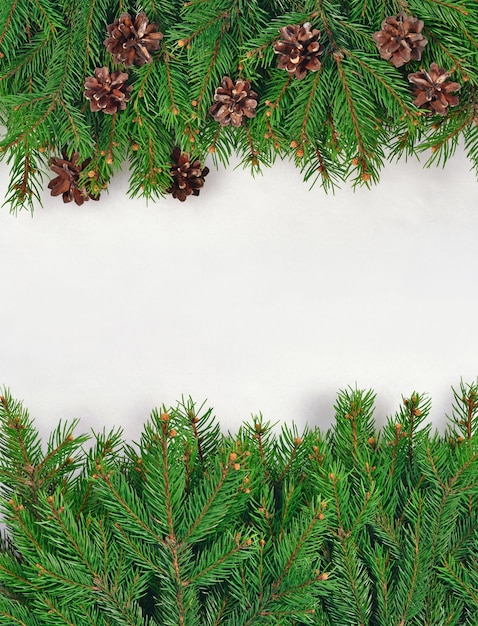 Spruce branch and cones on a white