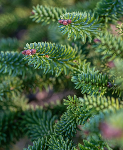 Spruce branch detail