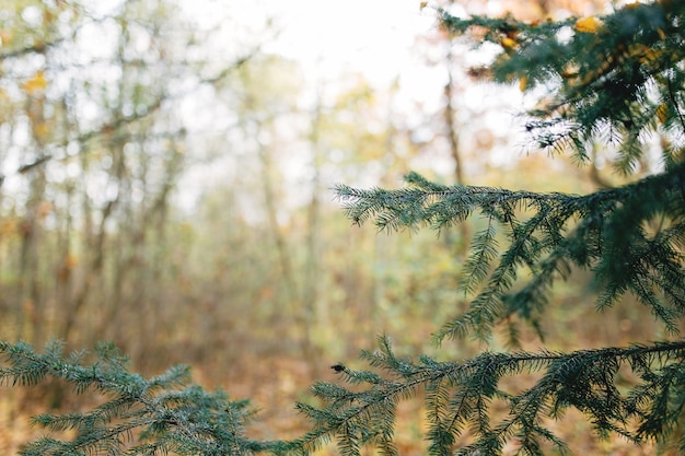 Spruce branch in forest, tree in forest.