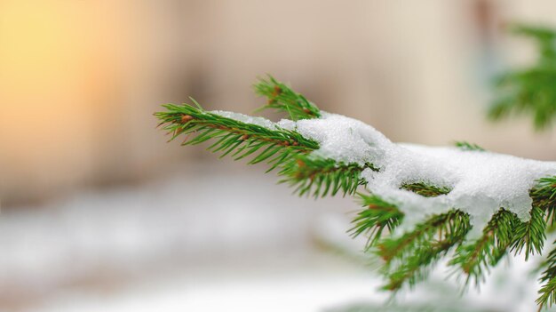 spruce branch in the forest in winter