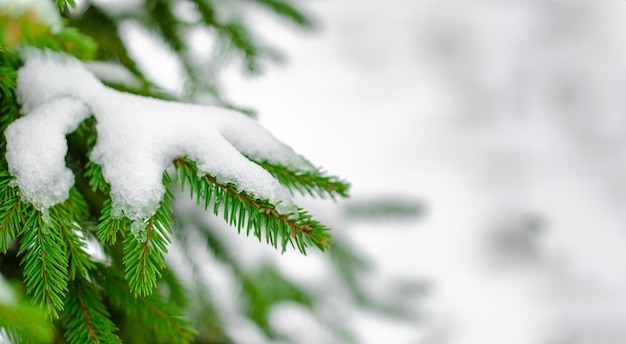 Foto ramo di abete nella foresta in inverno