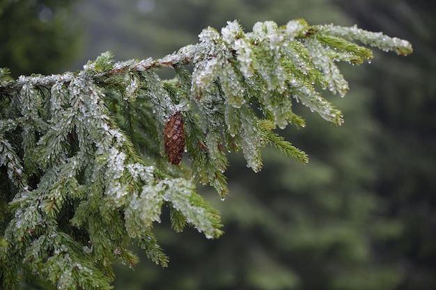 Spruce branch in hoarfrost