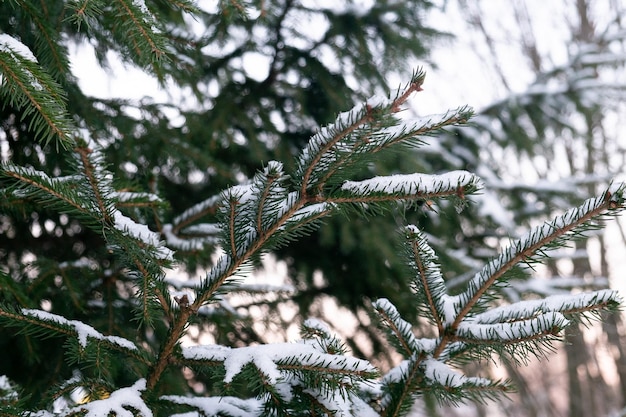 写真 トウヒの枝が雪に覆われています。冬のクリスマスの背景。