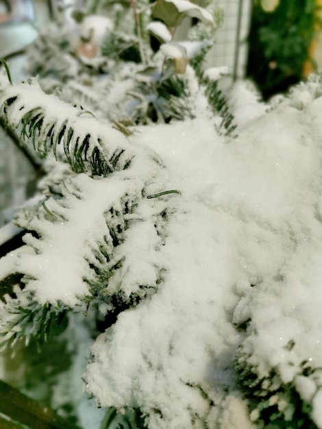 Foto ramo di abete nella neve