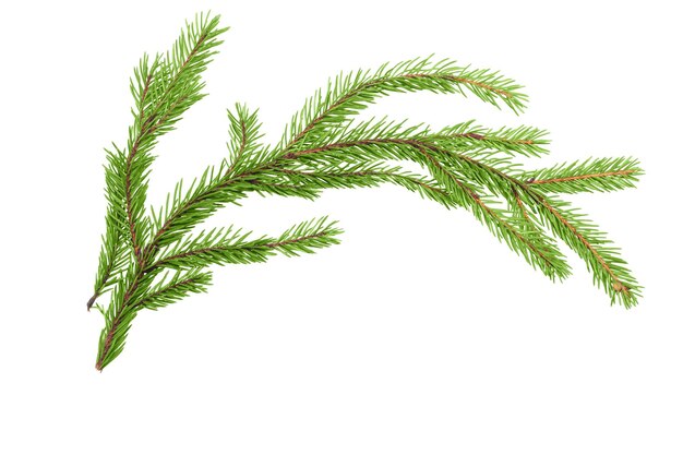 Photo spruce branch on white background isolate